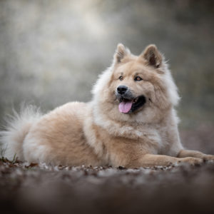 Garde à domicile / Élevage Eurasier - Animar Pension et elevage 